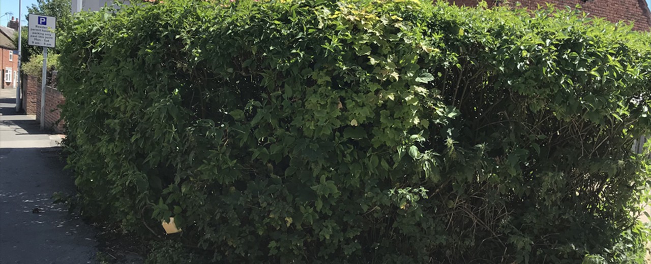 Hedge Work / Maintenance