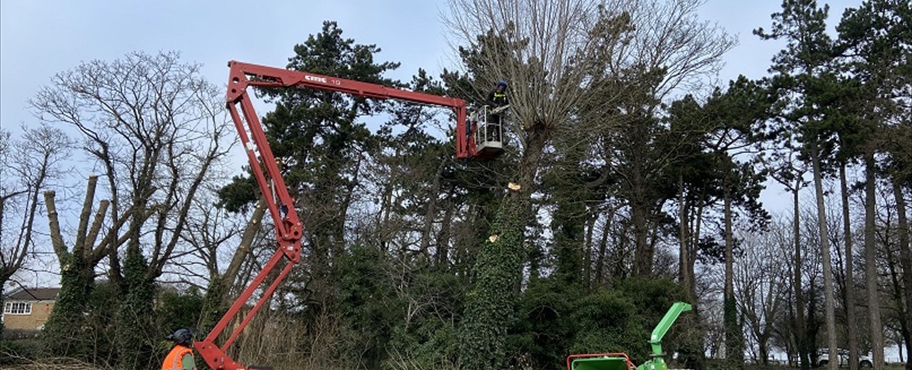 Tree Care Professionals