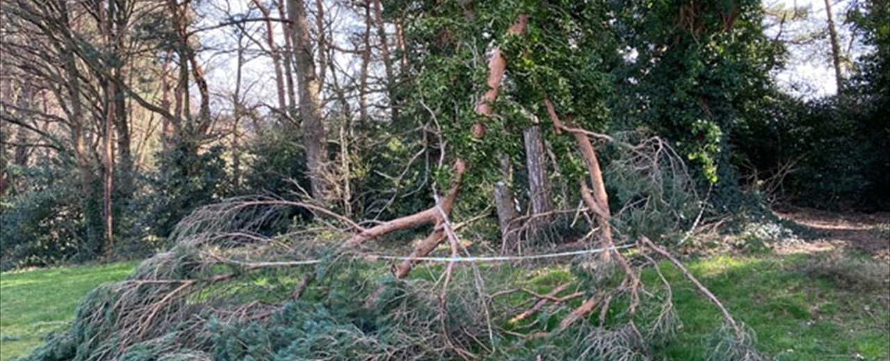 Public park tree Damaged (Fixed)